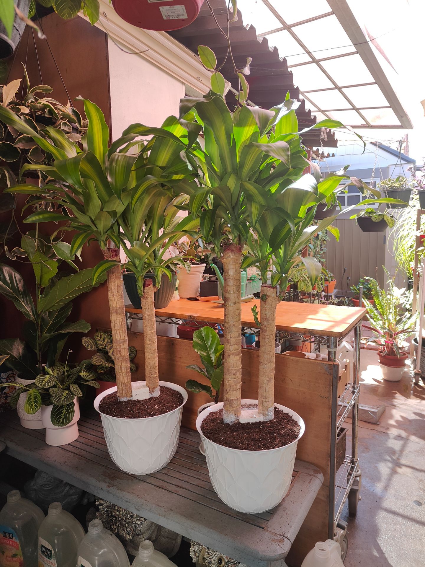 Dracaena Cane Plant