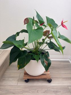 Indoor anthurium plant with wooden rolling stand