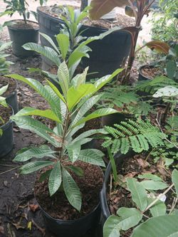 Huge Sale! Fruit trees from $50🥑🍋🥭🍊