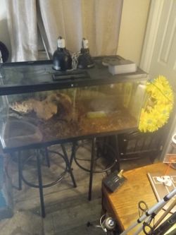 Thrive Aquarium Terrarium Setup For Reptile