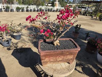 $155 Beautiful Bougainvillea Bonsai 🌿 