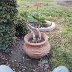 Big Leaf Jade Plant In A Pot.