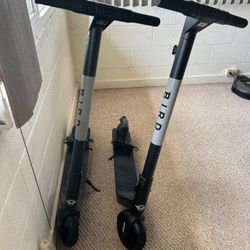 BIRD Electric Scooters