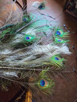 Peacock feathers
