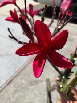 Red plumeria cutting