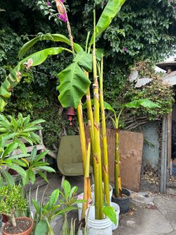 Plants de plátano burro $20 each están grandes miden 6 pies casi todas