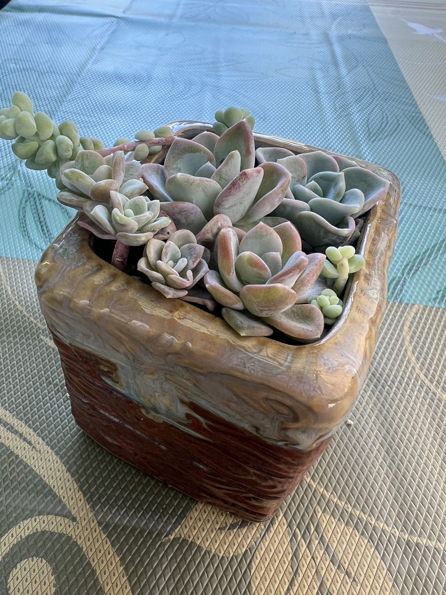 Succulent In A 3” Ceramic Pot Very Cute