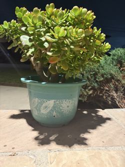 Plants Jade Plant