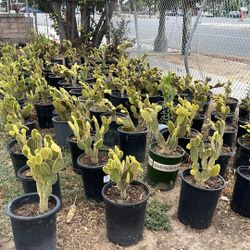 Bunny Ear Plant
