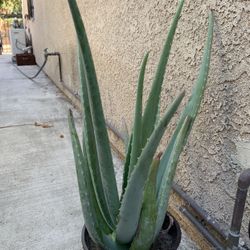 Aloe Vera Plant 🪴 