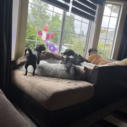 Free Dog Couch/ Sofa
