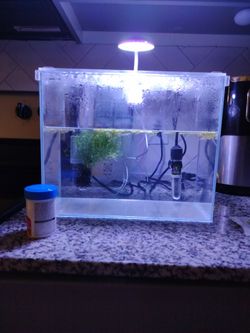 3 gallon Betta fish tank set up