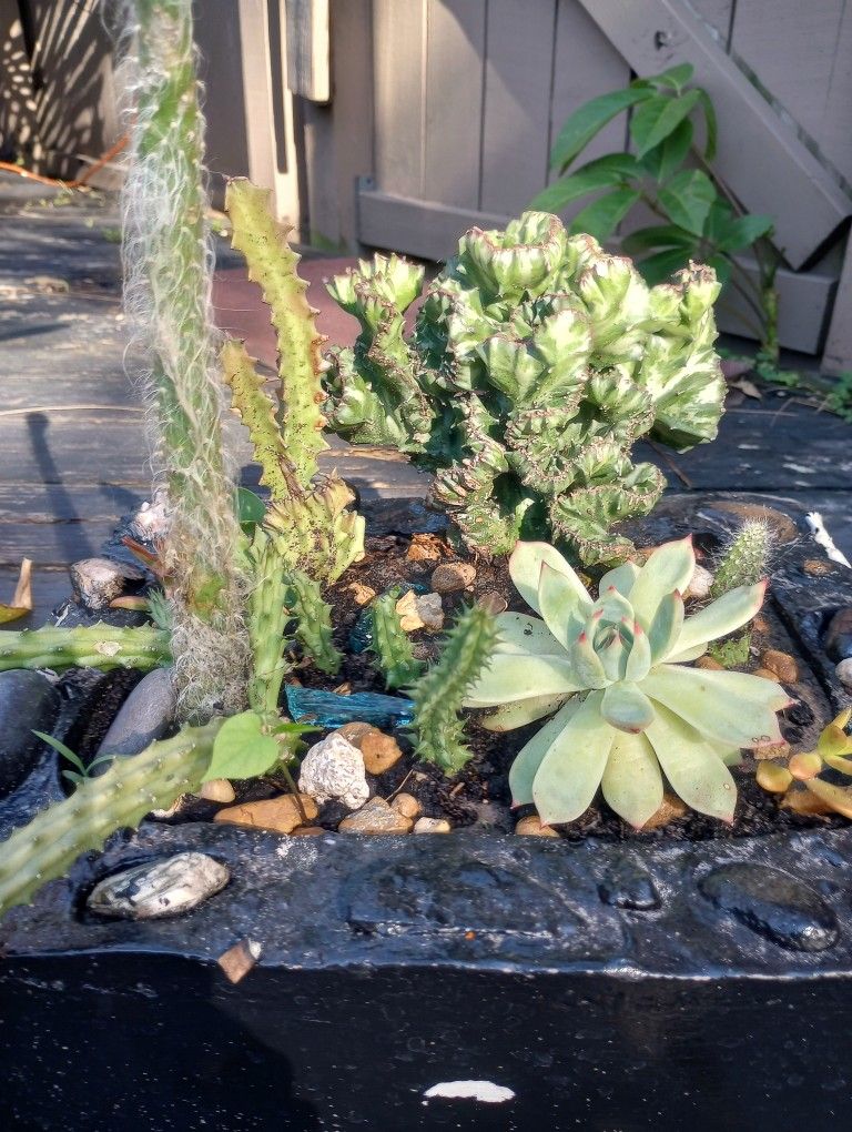 Handmade Bonsai Concrete Style Planter That Weighs 30 Lb Empty And It Contains Several Succulents And Cacti Variety Including A Rare Coral Cacti
