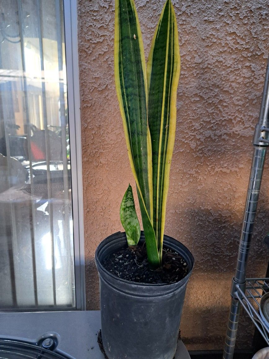 Sansevieria, Snake Plant, Lengua De Suegra