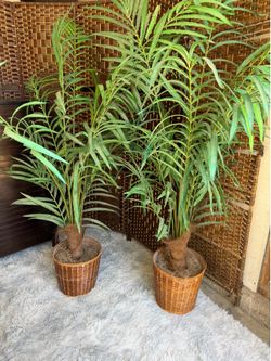 artificial plant both for $35