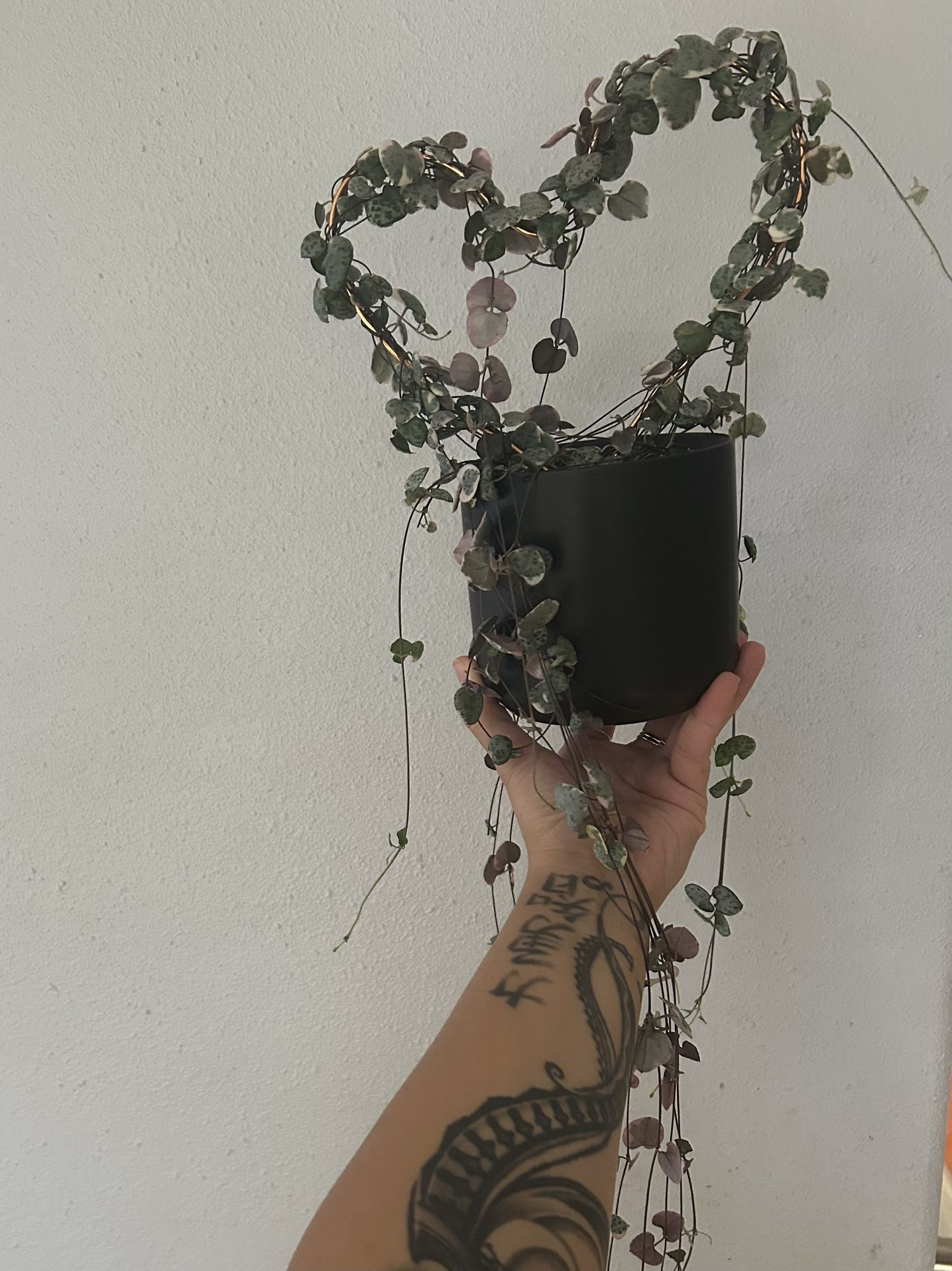 Plant Sale!!