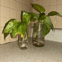 Plant