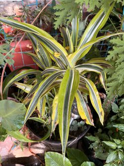 Dracaena lemon lime