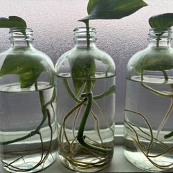 Rooted pothos 