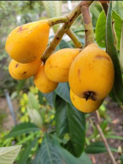 Loquat   Tree