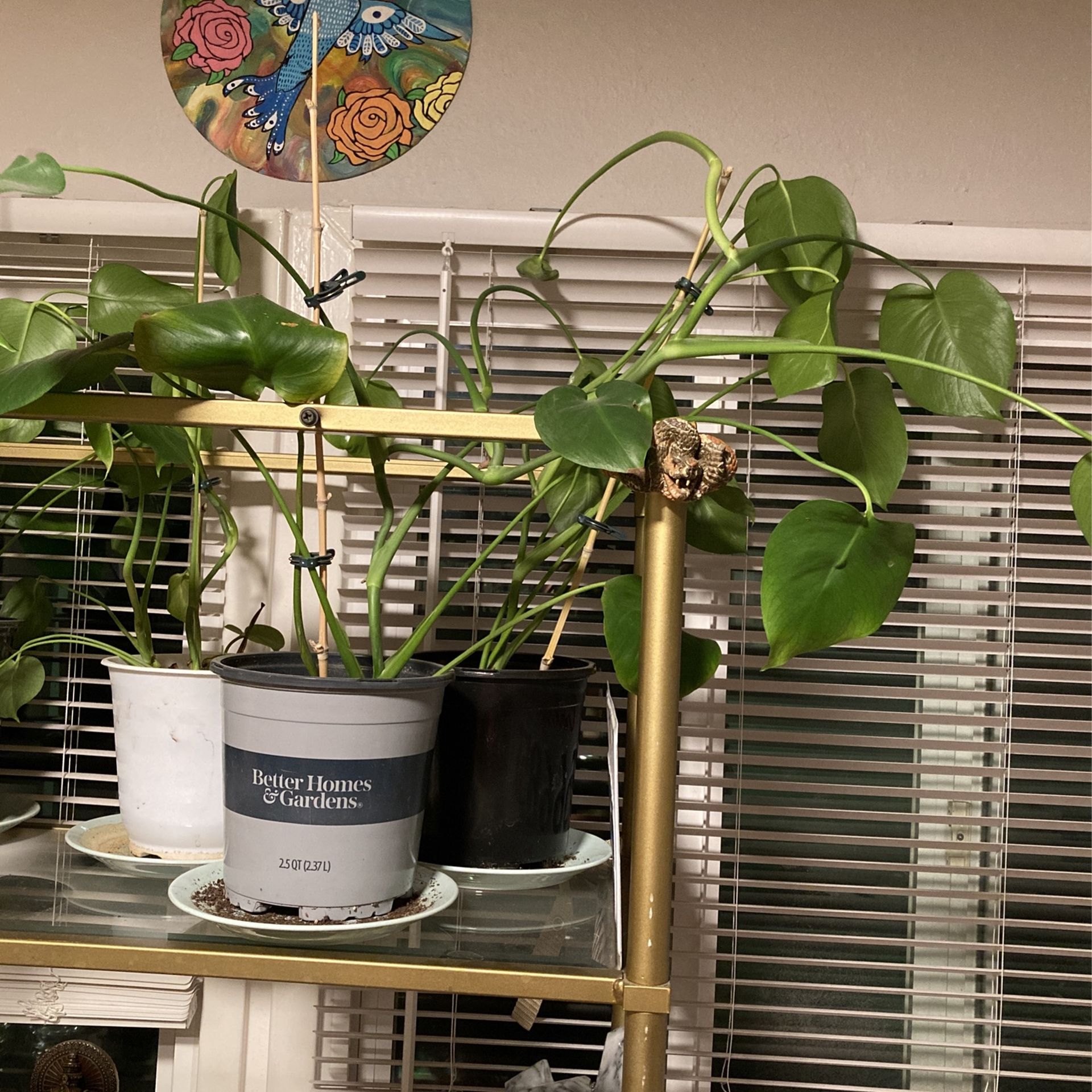 Monstera House Plant
