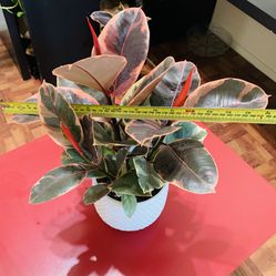 Rubby Rubber Tree & Variegated Rubber Tree In 6” Nursery Pot♥️CUTE MOTHERS DAY GIFT♥️