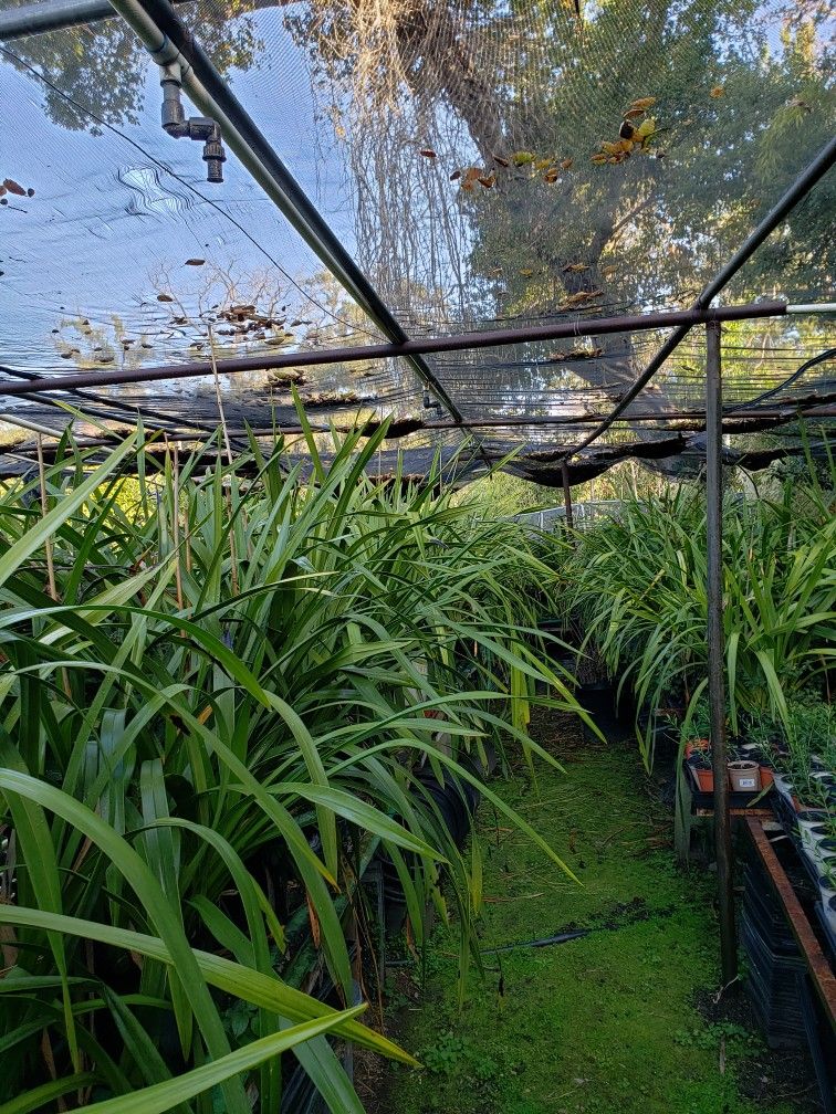 Huge Orchid Plant ( Simply Cymbidium)