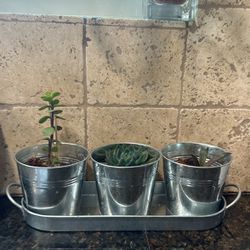 Metal Tray Of Variety succulent plants