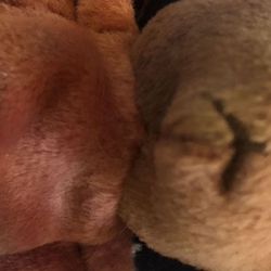 NWT Retired Ty Beanie Baby Batty RARE