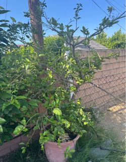 Mature Grapefruit tree full with fruits