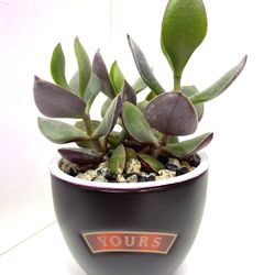 Jade House Plant In Cute 3"H Ceramic Pot.