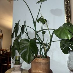 Monstera Plant