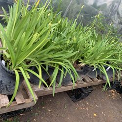 Agapanthus Plant 