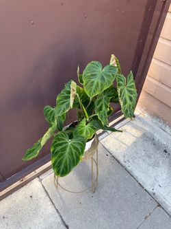 6” philodendron Verrucosum