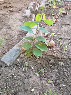 Cherimoya small tree