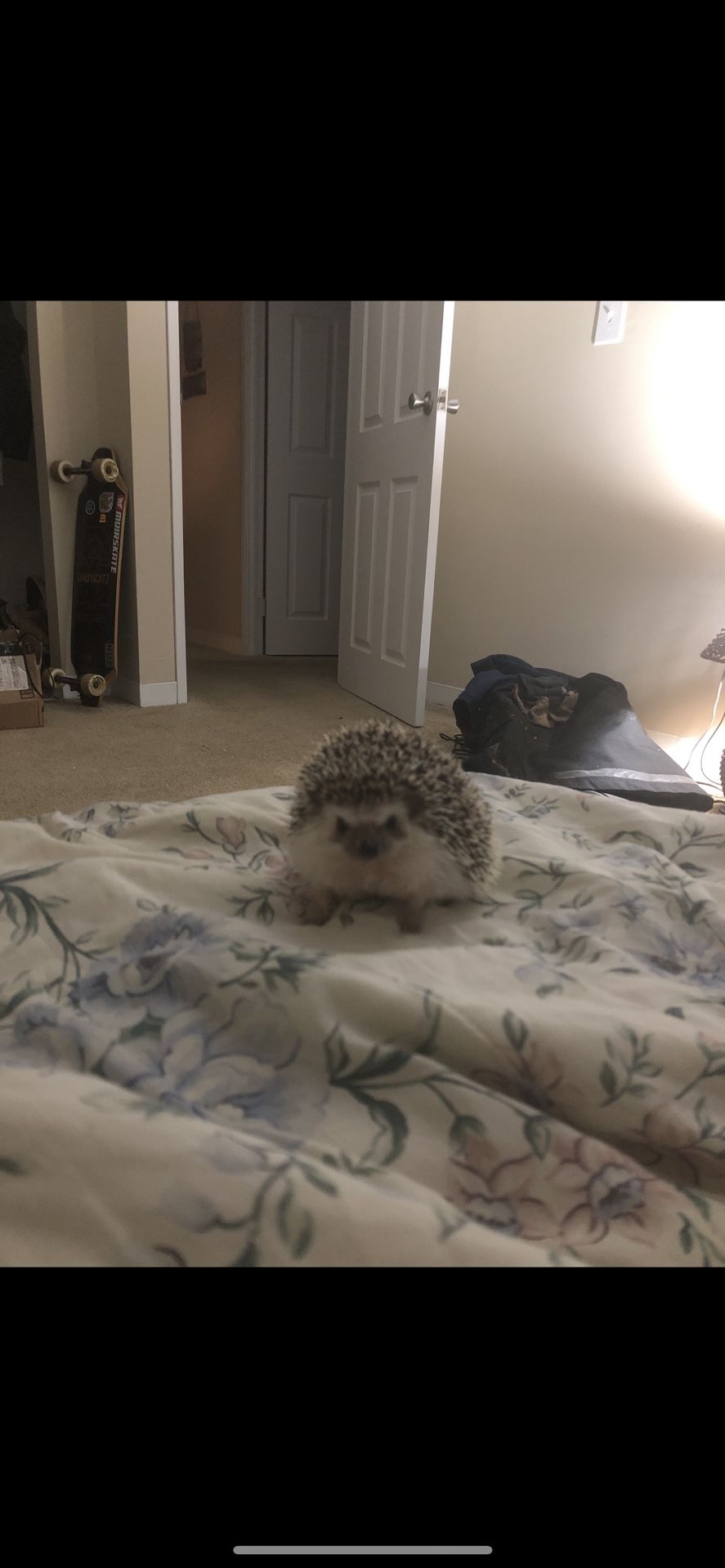 Hedgehog 50$ Comes With Everything