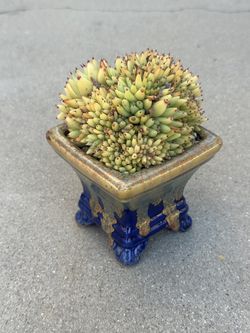 Succulents plants 🌱 （Echeveria Agavoides Maria Crested）