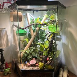 Bioactive Terrarium Setup With Gray Treefrog