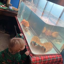 75 Gallon Curved Glass Tank 