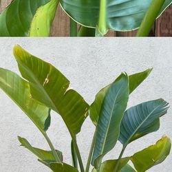 Bird Of Paradise For Sale 