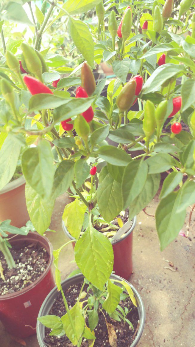 Thai Hot Pepper Plant In 1 Gallon Pot