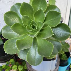 Large Succulents 