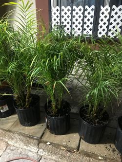 Potted Palm Plants in Black Nursery Pots