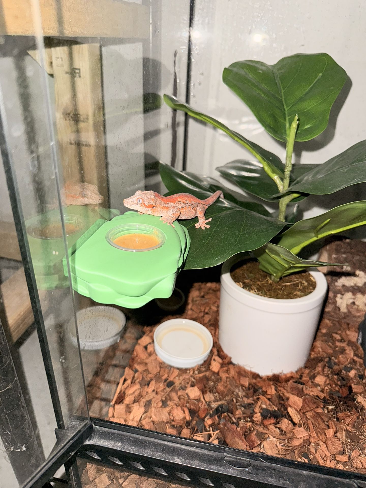 3D Printed Reptile Feeder Bowls