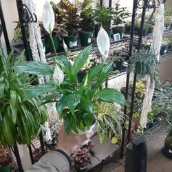 Spathiphyllum "Peace Lilly"