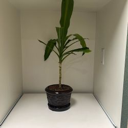 Indoor Plant 