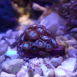 Fake Aquarium Decoration - Tile