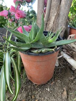 Drought Tolerant Succulent Plants For Sale 