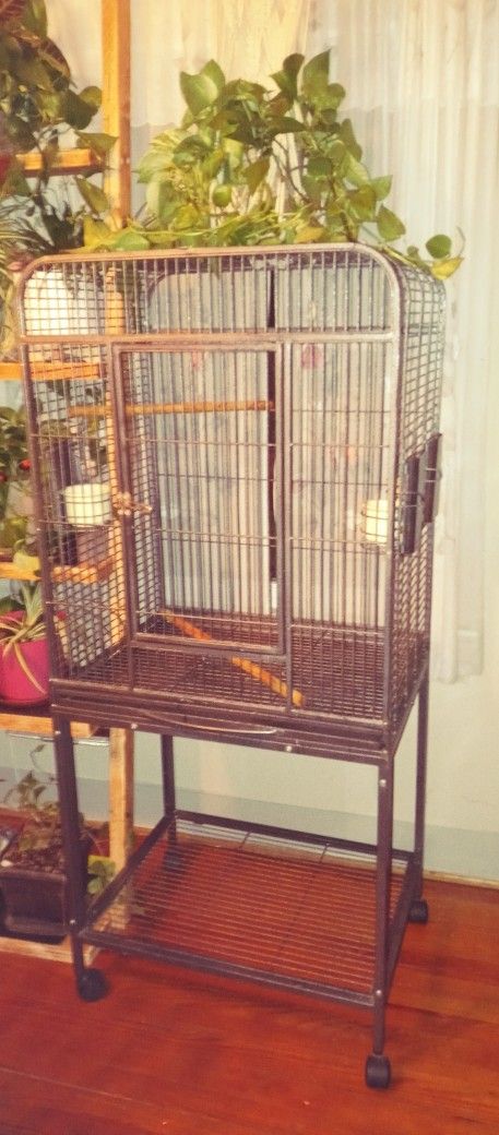 Bird Cage 