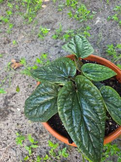 Anthurium Luxurians Radicans